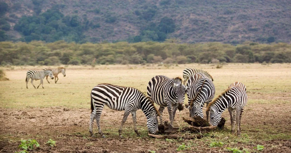Ngorongoro Crater Day Tour Tanzania Day Trips Tanzania photo 4