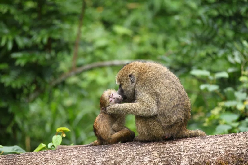 Ngorongoro Crater Day Tour Tanzania Day Trips Tanzania