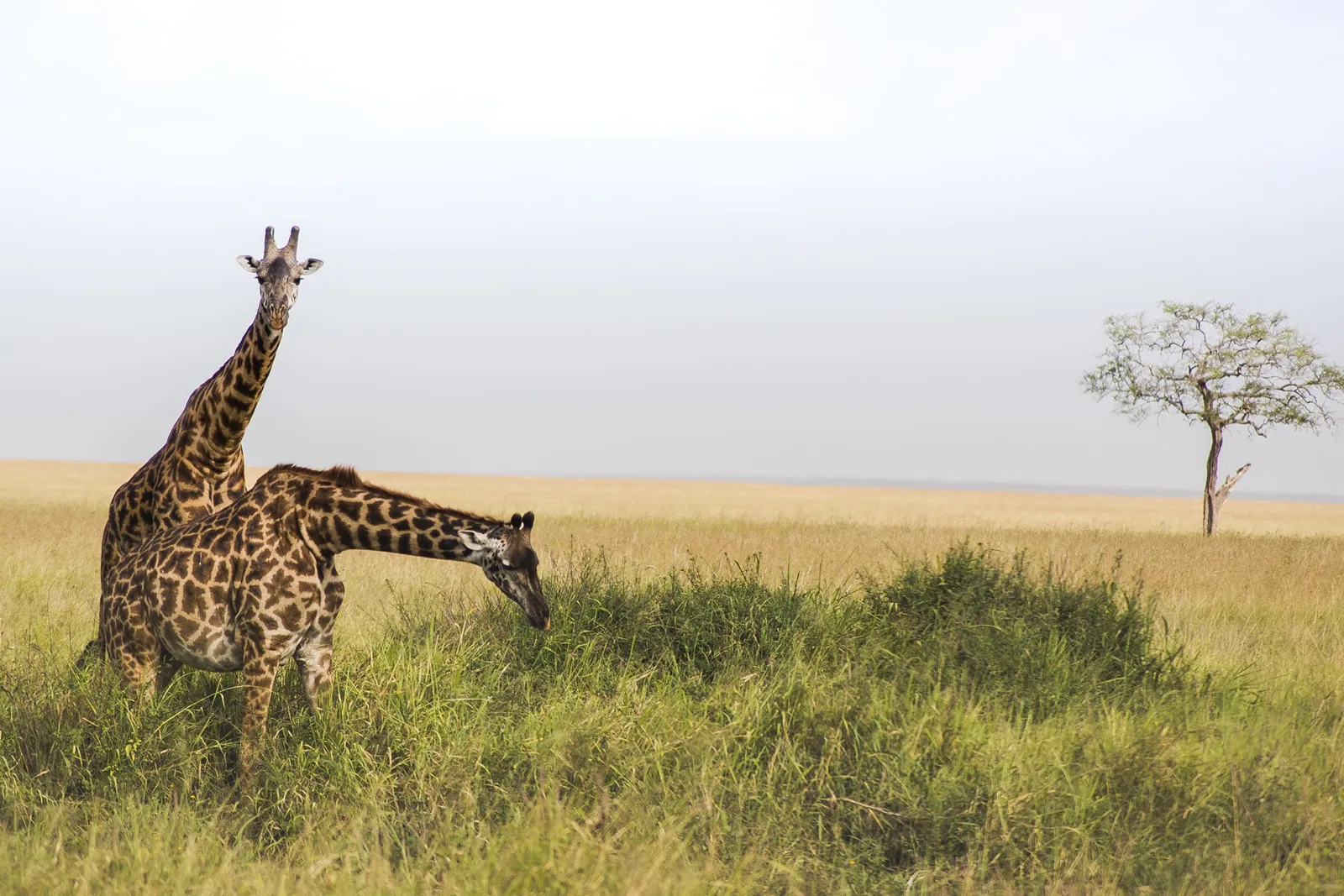 Gombe & Mahale Western Tanzania Safari Tanzania photo 3
