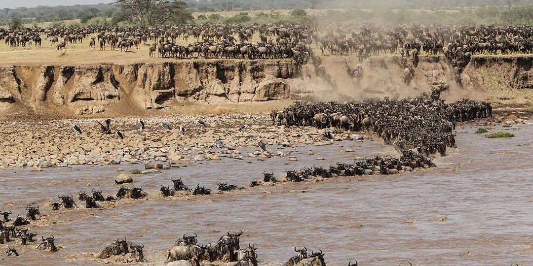 Central Serengeti Tanzania Safari Tanzania
