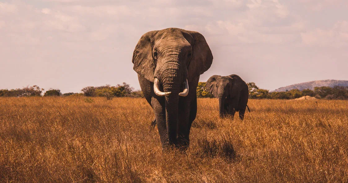Boutique Lodge Honeymoon Honeymoon Safari Tanzania photo 5