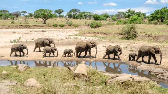 Ndutu Calving Season Great Migration Safari Tanzania