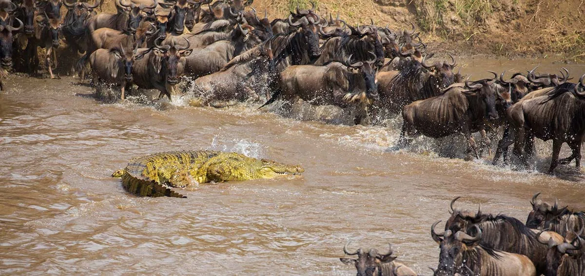 Central Serengeti Migration Great Migration Safari Tanzania