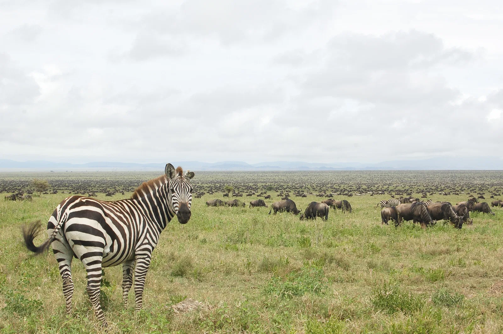 Boutique Lodge Honeymoon Honeymoon Safari Tanzania