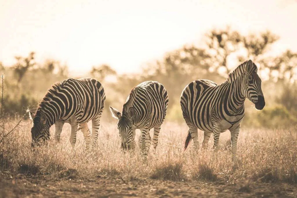 Ndutu Calving Season Great Migration Safari Tanzania