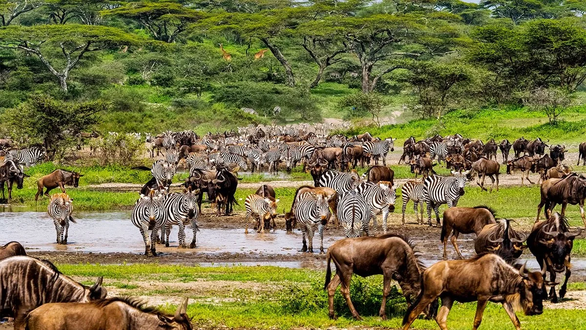 Serengeti Migration & Tarangire Great Migration Safari Tanzania