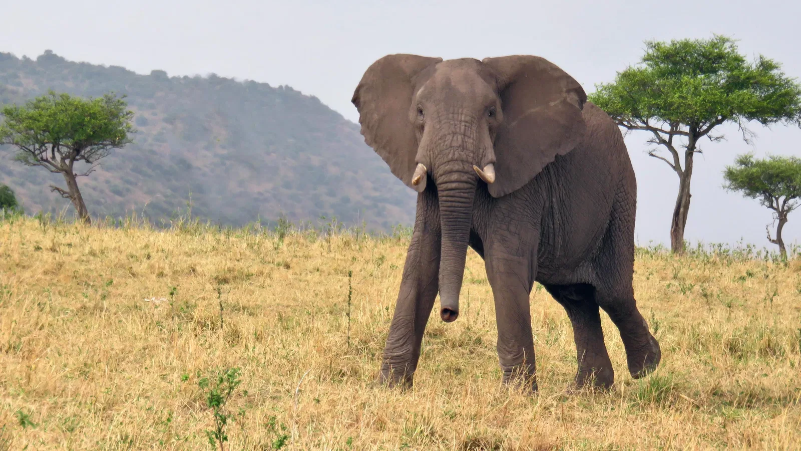 Family Budget Safari Family Safari Tanzania photo 4