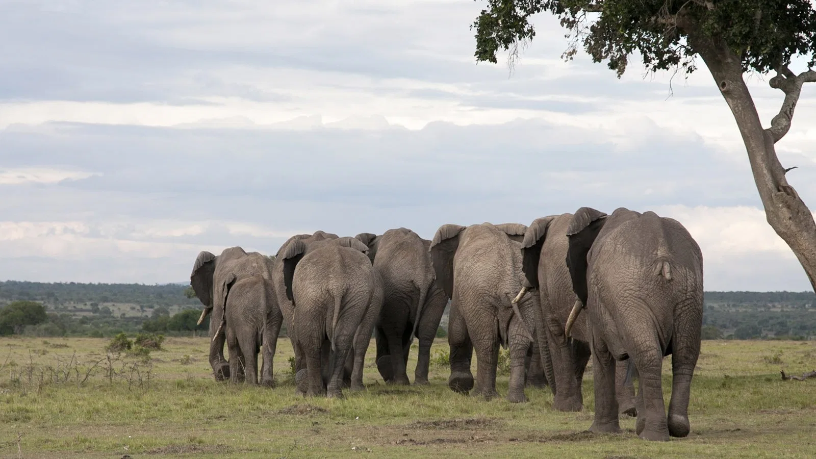 Migration from Arusha Great Migration Safari Tanzania