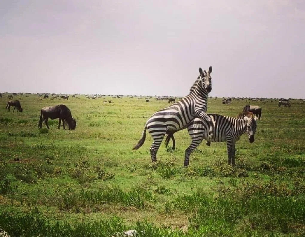 Boutique Lodge Honeymoon Honeymoon Safari Tanzania