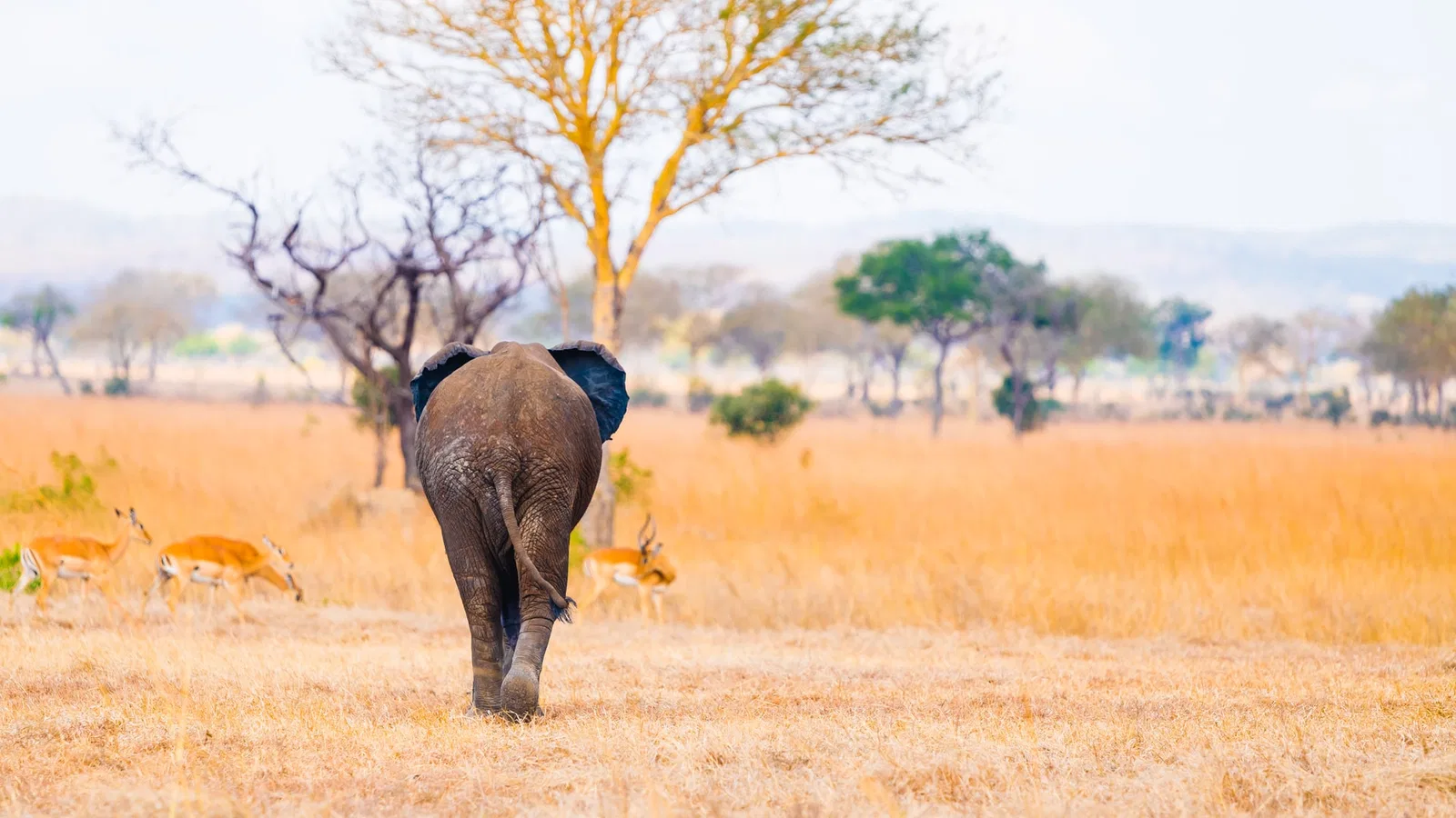 Boutique Lodge Honeymoon Honeymoon Safari Tanzania photo 2