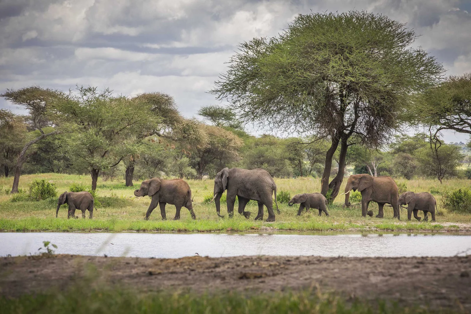 Tanzania Safari Cost: What Changes the Price?