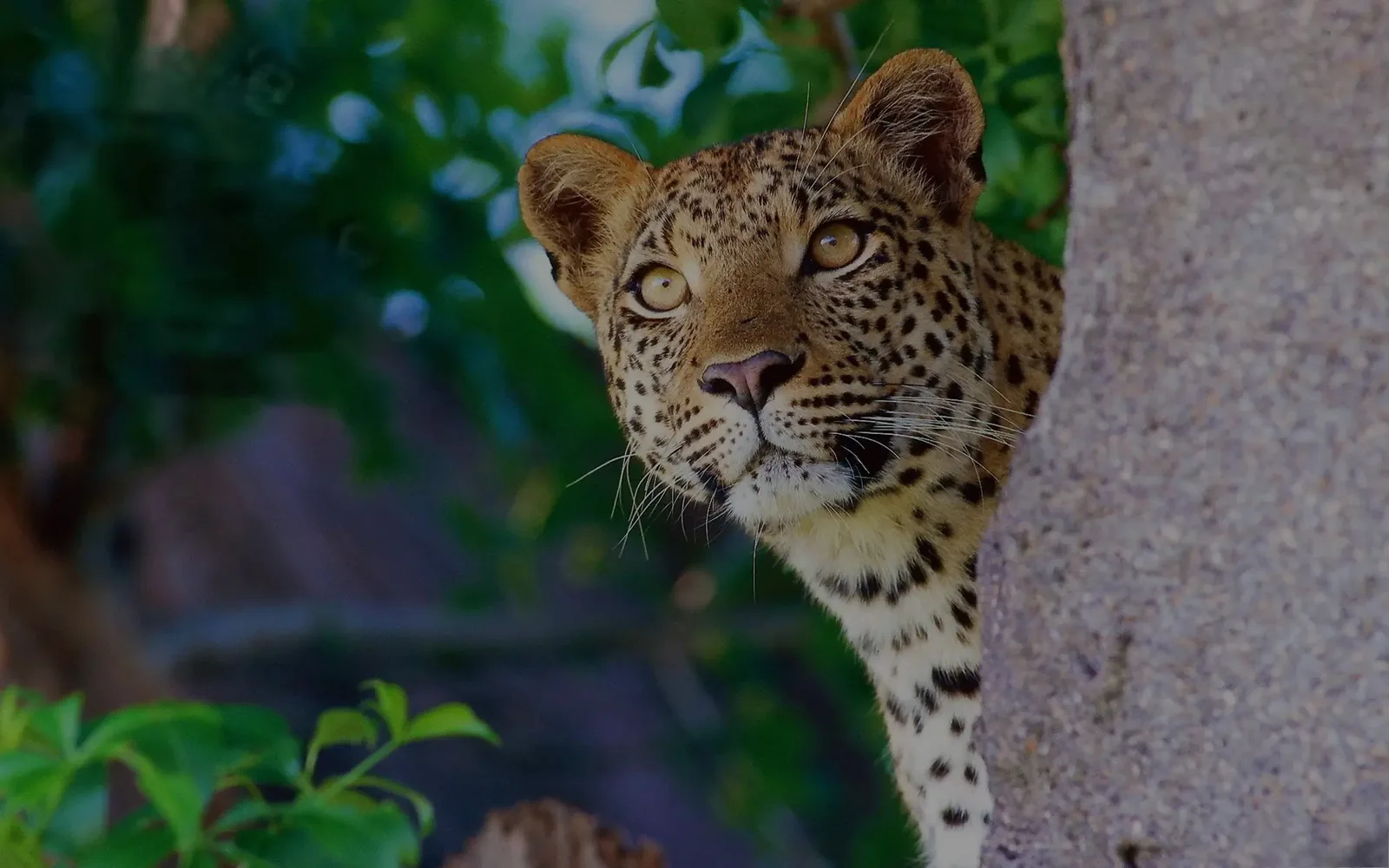 How to Visit Serengeti National Park